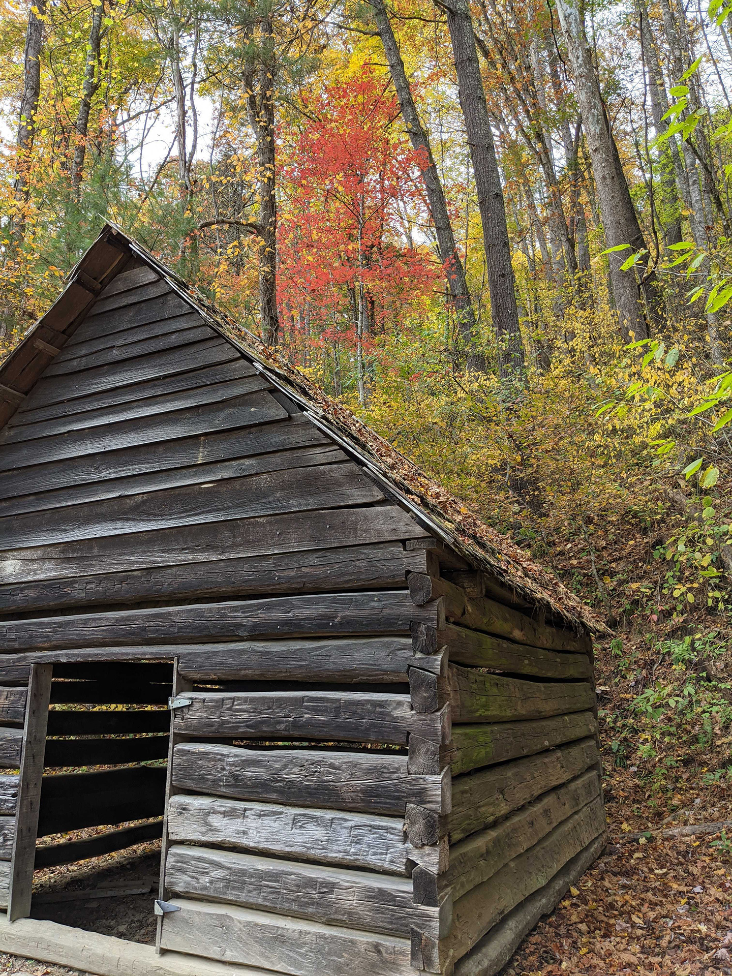 Best Dates For Spectacular Fall Colors in Gatlinburg TN